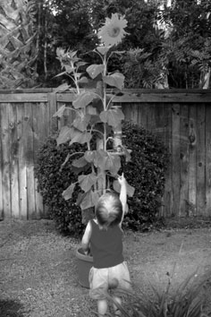 Austin pointing, 1999
