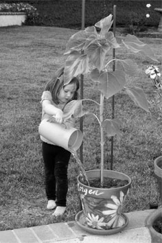 Morgen watering, 06-08-08