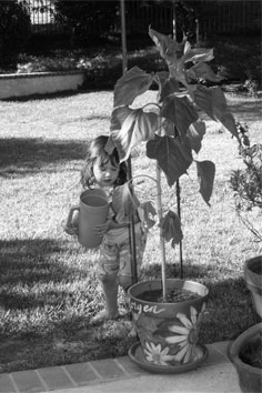 Morgen watering, 06-09-08