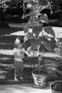 Morgen watering, 06-17-08