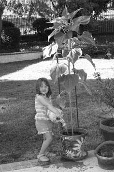 Morgen watering, 06-21-08