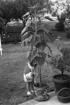 Morgen watering, 06-28-08