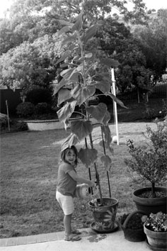 Morgen watering, 07-10-08