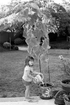 Morgen watering, 07-24-08